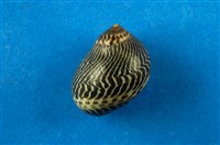 藏品(蜑螺)的圖片